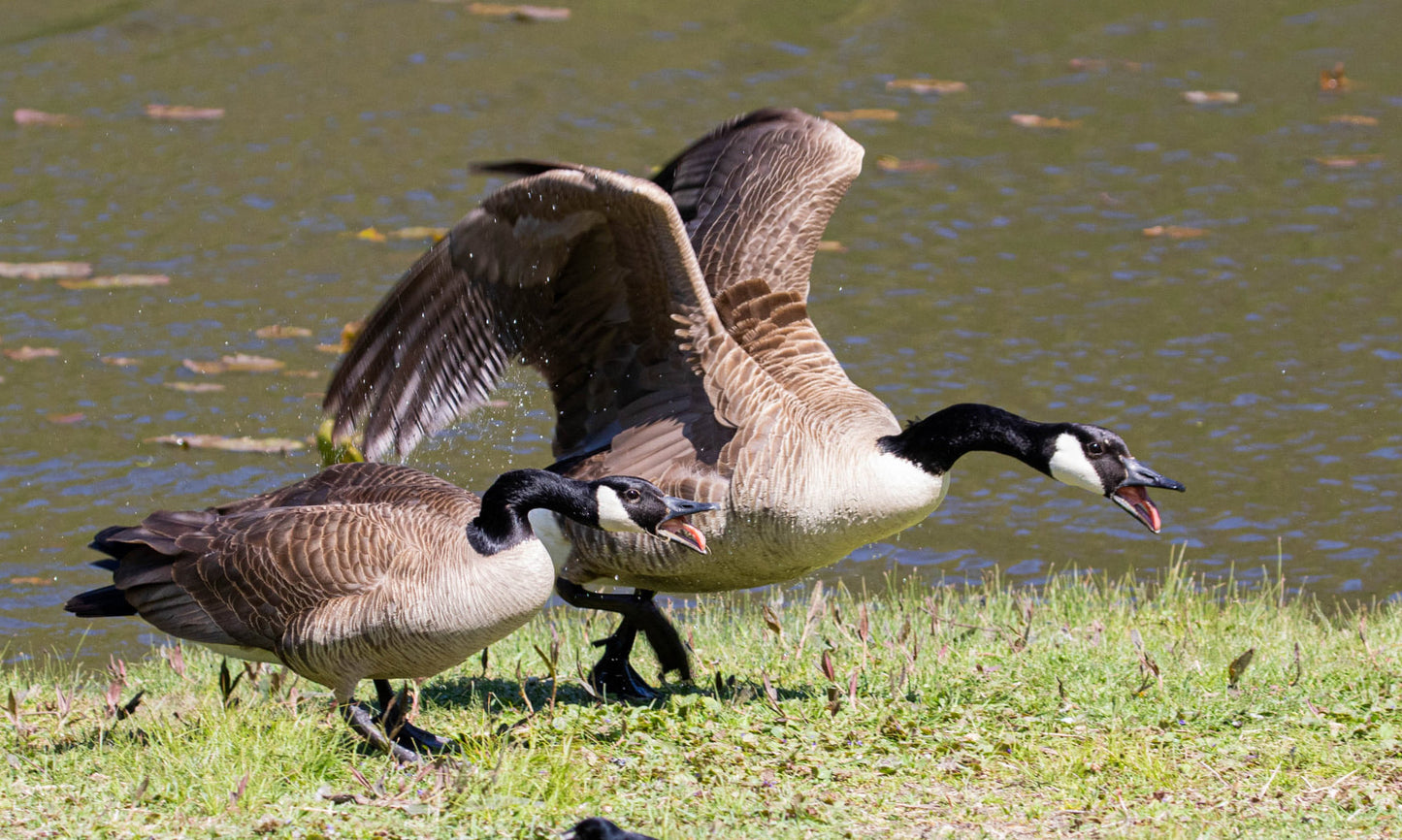 Geese-Beat It! Handy Pocket Pen Light That Scares The Flock Away From Up To 200 Yards